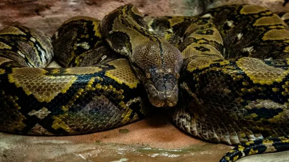 world’s largest snake discovered, heaviest snake in the world