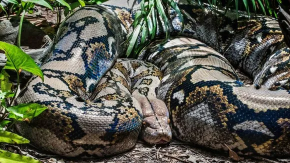  snake weighing 500 kg, largest snake species ever recorded,