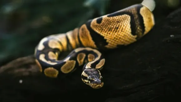 record-breaking snake found, વિશ્વનો સૌથી મોટો સાપ