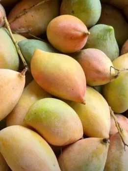 Mango Benefits, Mango