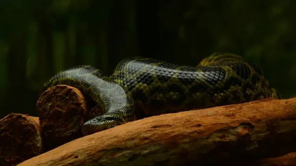 giant anaconda Ecuador, massive snake amazes scientists,