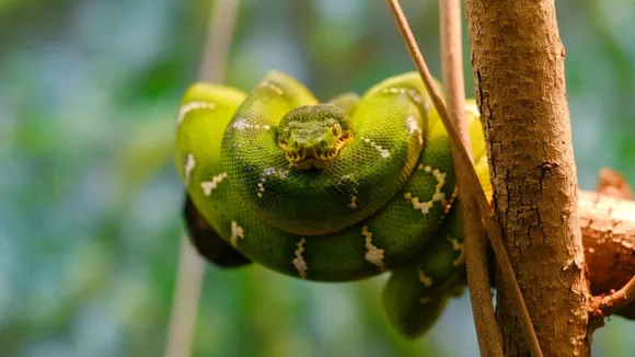 record-breaking snake found, વિશ્વનો સૌથી મોટો સાપ