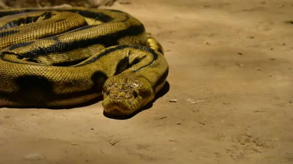 new snake species 2024, record-breaking snake found,