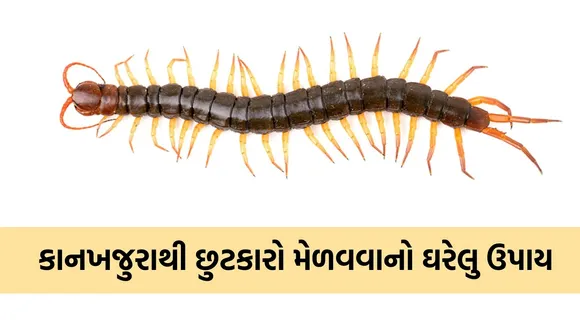 centipedes, Tips To Get Rid Of Kankhajura