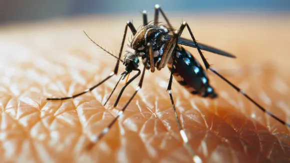 Monsoon Diseases, Dengue