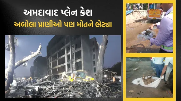 Animals and birds die in Ahmedabad plane crash