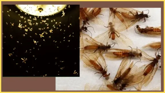 How to get rid of insects, Monsoon 2025