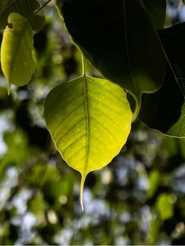 peepal pan astro upay