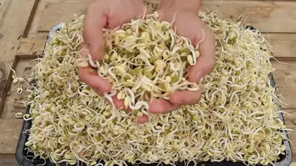 Sprouts Benefits and How to make at Home | સ્પ્રાઉટ્સ ખાવાના ફાયદા અને ઘરે બનાવવાની રીત