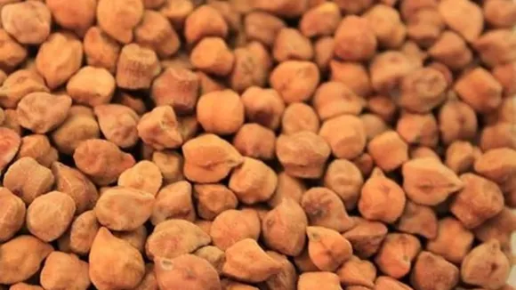 Vegetarian Protein Foods