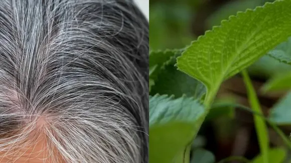 Ajma Na Pan Hair Dye Simple Tip