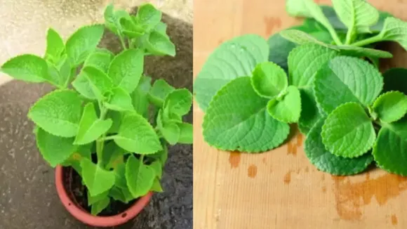 Ajma Na Pan Hair Dye Simple Tip