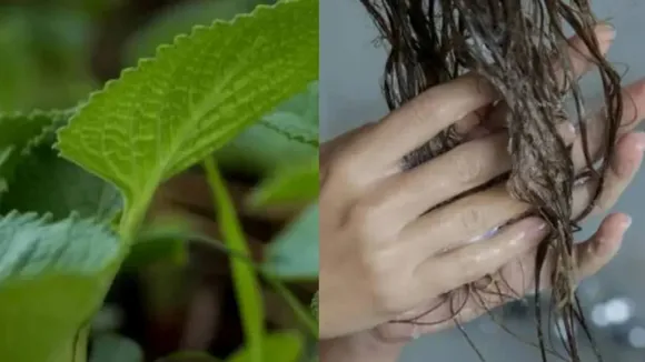 Ajma Na Pan Hair Dye Simple Tip, Hair Dye Simple Tip