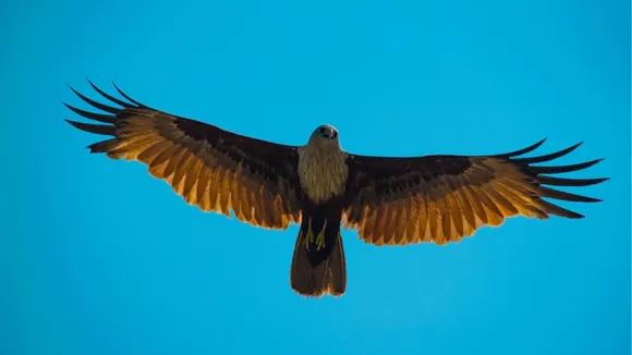 animals with sharp vision in the world