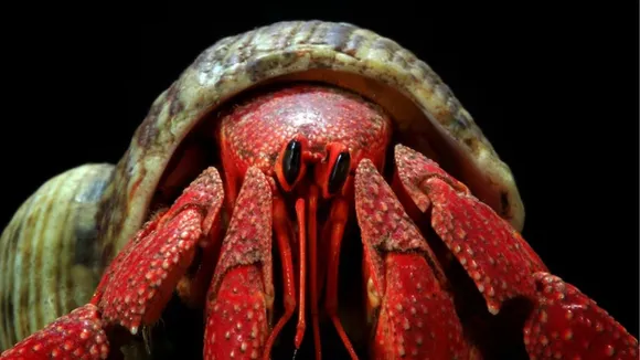 animals with sharp vision in the world