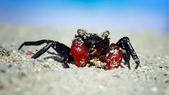 animals with sharp vision in the world