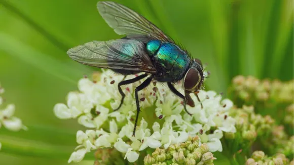 animals with sharp vision in the world