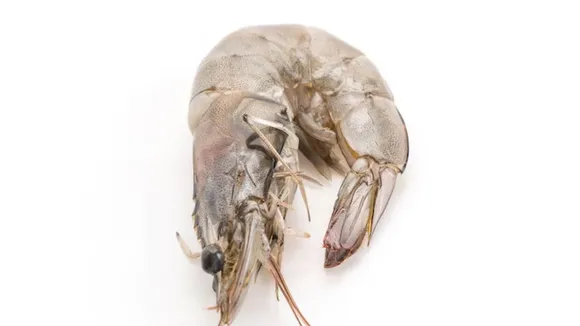 animals with sharp vision in the world