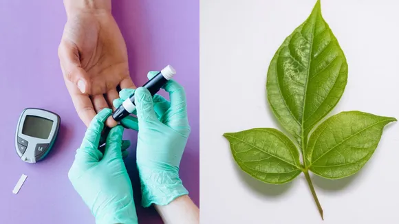 baelpatra benefits for diabetes | ડાયાબિટીસ માટે બીલીપત્ર ના ફાયદા