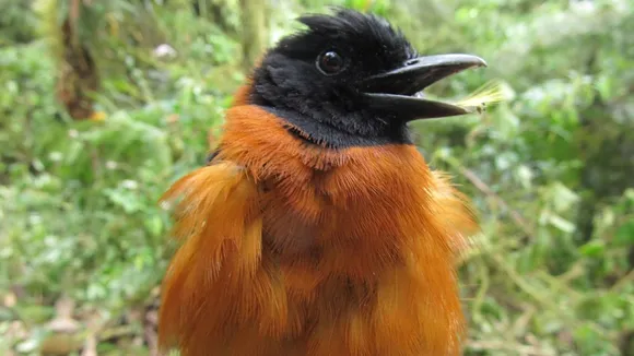 bird Hooded Pitohui, Hooded Pitohui