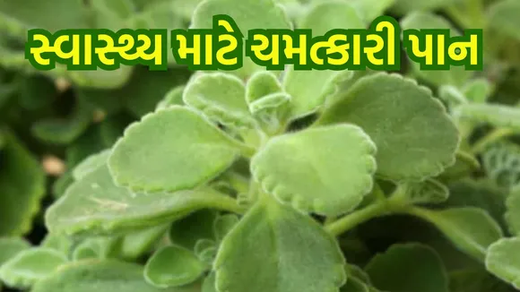 Carom Leaves Benefits In Gujarati | અજમાના પાન ખાવાના ફાયદા | હેલ્થ ટિપ્સ | અજમો