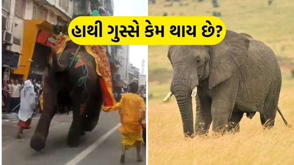 elephants angry reason | elephants angry | Elephant Runs Amok | Elephant Runs In Ahmedabad Rath Yatra | Elephant