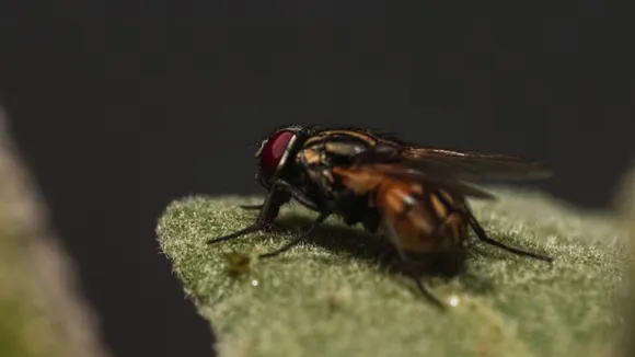 flies | makkhi kaise bhagaye | makkhi bhagane ka spray | makkhi bhagane ke upay | makkhi bhagane ka gharelu upay | flies killer spary | માખી ભગાડવાના ઉપાય | માખી ભગાડવાનો સ્પ્રે