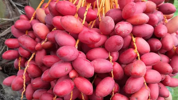 lal kharek for diabetes | લાલ ખારેક |