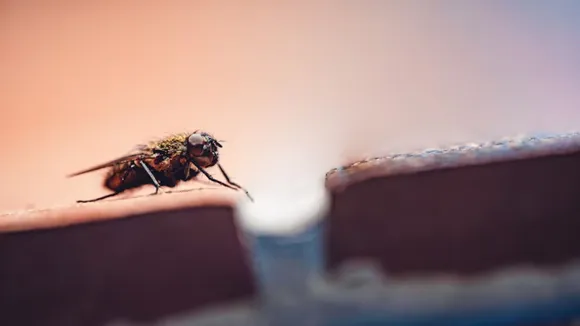 flies | makkhi kaise bhagaye | makkhi bhagane ka spray | makkhi bhagane ke upay | makkhi bhagane ka gharelu upay | flies killer spary | માખી ભગાડવાના ઉપાય | માખી ભગાડવાનો સ્પ્રે