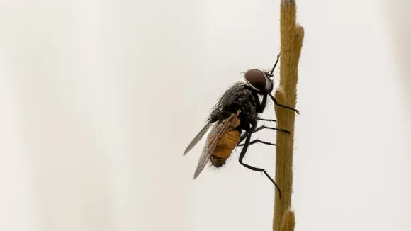 flies | makkhi kaise bhagaye | makkhi bhagane ka spray | makkhi bhagane ke upay | makkhi bhagane ka gharelu upay | flies killer spary | માખી ભગાડવાના ઉપાય | માખી ભગાડવાનો સ્પ્રે