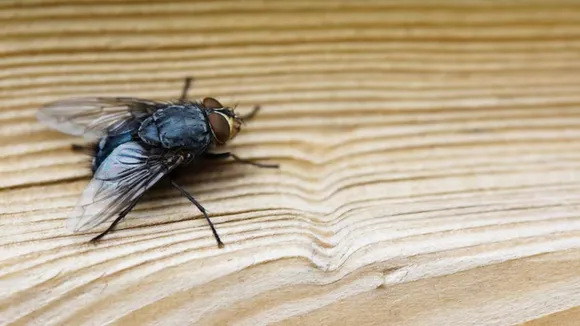 flies | makkhi kaise bhagaye | makkhi bhagane ka spray | makkhi bhagane ke upay | makkhi bhagane ka gharelu upay | flies killer spary | માખી ભગાડવાના ઉપાય | માખી ભગાડવાનો સ્પ્રે