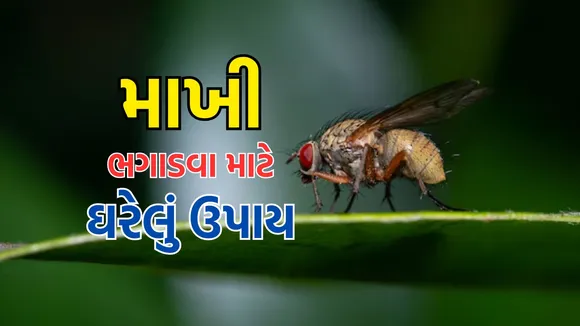 flies | makkhi kaise bhagaye | makkhi bhagane ka spray | makkhi bhagane ke upay | makkhi bhagane ka gharelu upay | flies killer spary | માખી ભગાડવાના ઉપાય | માખી ભગાડવાનો સ્પ્રે