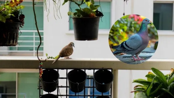 How to get rid of pigeons, pigeons