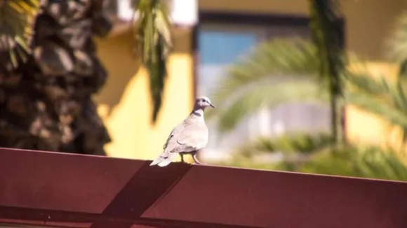 How to get rid of pigeons