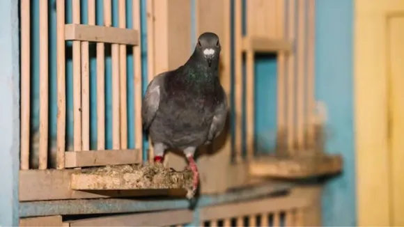 How to get rid of pigeons