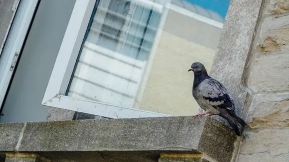 How to get rid of pigeons
