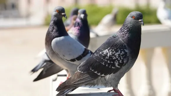 How to get rid of pigeons