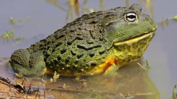 આફ્રિકન બુલફ્રોગ (African Bullfrogs)