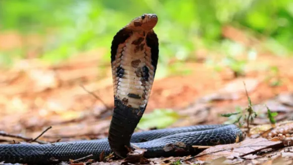 Snake Capital of India, Agumbe