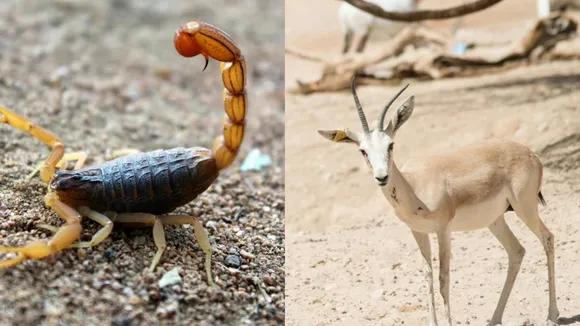 Animals Survive Without Water