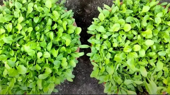 How to grow spinach from seed