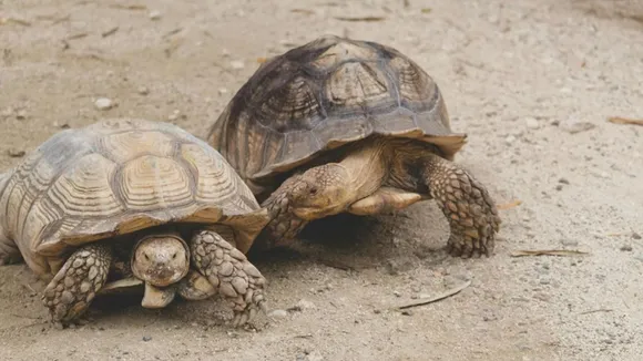 રણ કાચબો (Desert Tortoises)