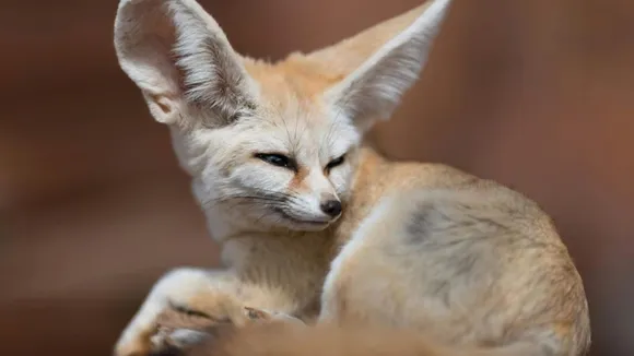 ફેનેક શિયાળ (Fennec Foxes)