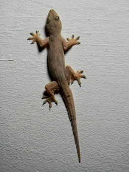 lizard bite is poisonous or not