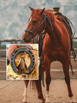 horseshoe Knowledge, horse shoe GK