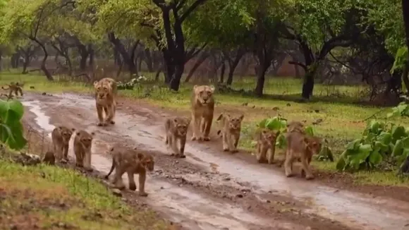 death of lion cub, Asiatic lion
