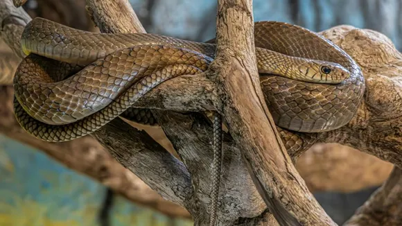 Hanging Lemon Chillies myth vs fact