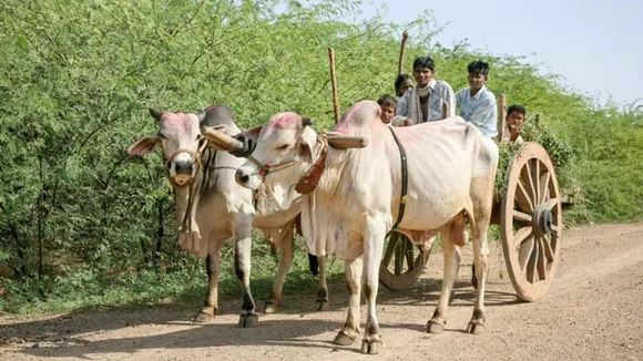 Hanging Lemon Chillies myth vs fact