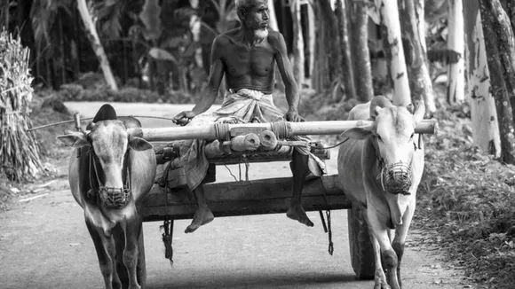 Hanging Lemon Chillies myth vs fact