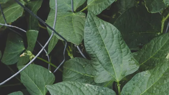 ખાલી પેટે ગિલોયના પાન ચાવવાના ફાયદા